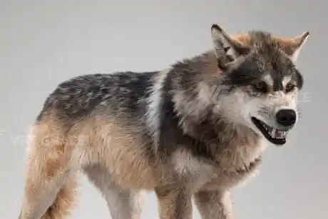 Download Blender Realistic Eurasian Wolf 3D Model (VfxGrace) Free