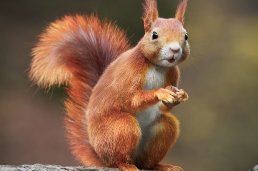 Download CGTrader RedSquirrel Summer 3D Model Textures Crack