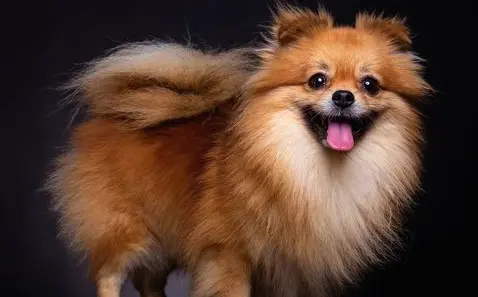 Download CGcircuit Grooming Lion Fur in Houdini Full Course Free