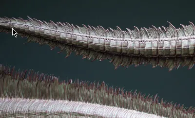 Download FlippedNormals 33 Tail Meshes & Curve Brushes Crack 2026