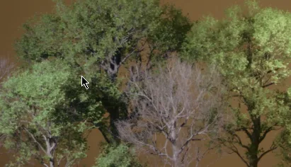 Download Dekegon Studio Foliage VOL.45 Beech Trees Free