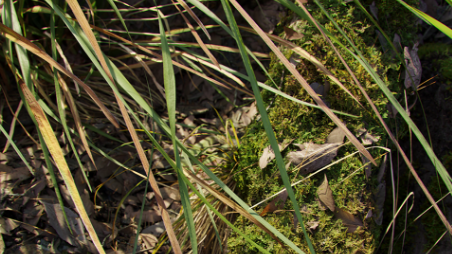 Download Graswald 1.15 for Blender 2.8 Crack