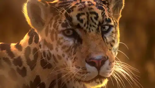 Download Jaguar Panthera Onca Blender Model (VfxGrace) Crack