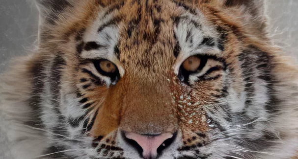 Download Fresh Topaz Photo AI 3.0.3 Stable Crack 2024