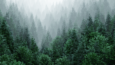 Download Real Trees 1.1 For Blender Crack Full