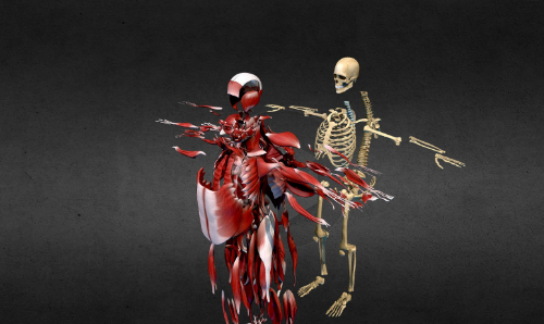 Download SketchFab Muscles & Bones Anatomy Body Crack