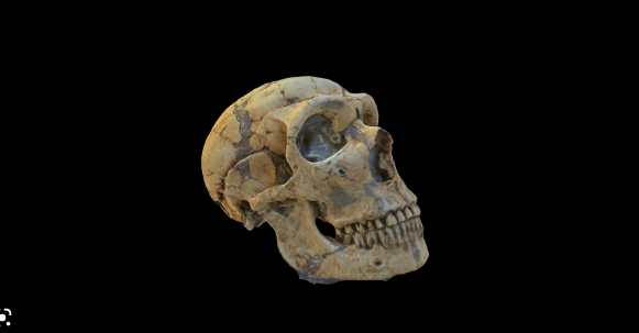 Download SketchFab Neanderthal Skull Model Crack