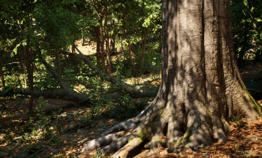 Download Unreal Engine 5 MW Broadleaf Trees Forest Biome FREE